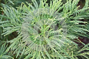 Japanese cedar Cryptomeria japonica Yoshino, conifer photo